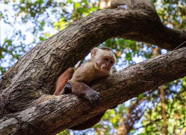 PARQUE TAYRONA SECTOR CABO SAN JUAN